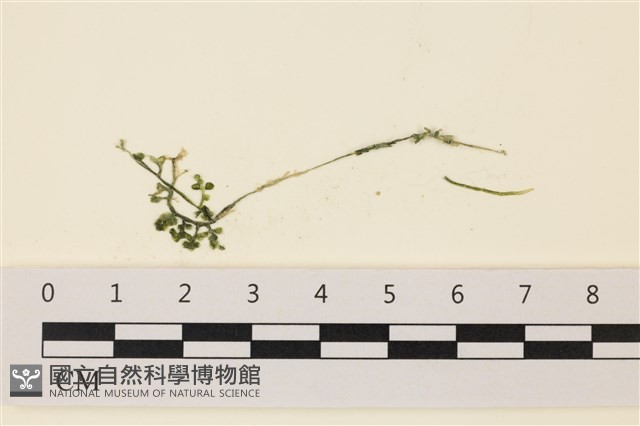 登錄號:A00006864藏品圖，第1張