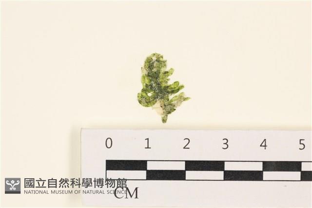 法囊藻藏品圖，第1張