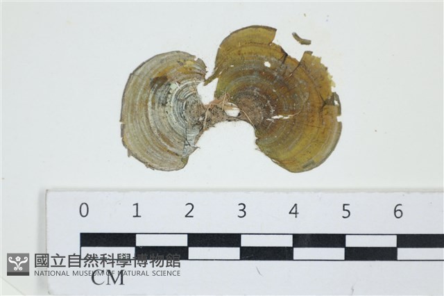 登錄號:A00002897藏品圖，第1張