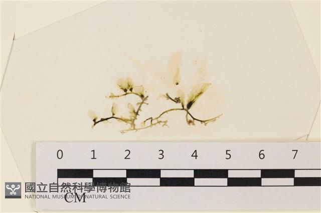 登錄號:A00004897藏品圖，第1張