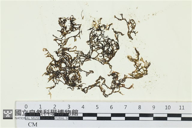 網胰藻藏品圖，第1張