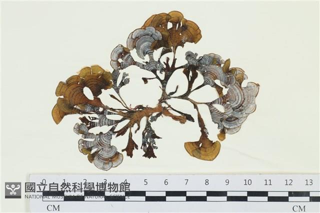 多扇藻藏品圖，第1張