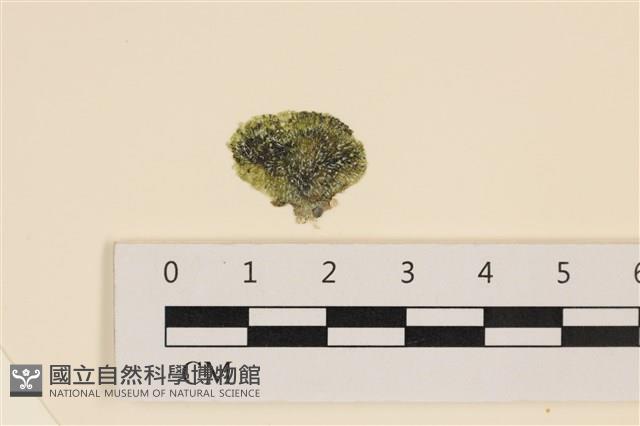 登錄號:A00004995藏品圖，第1張