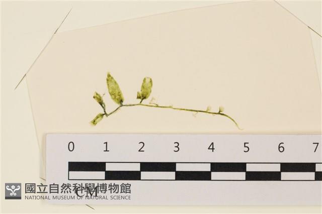 登錄號:A00004895藏品圖，第1張