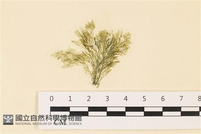 登錄號:A00004865藏品圖，第1張