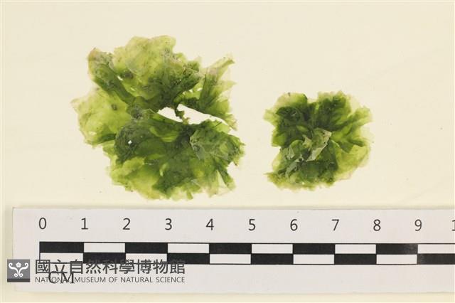 茶花石蓴, 牡丹菜藏品圖，第1張