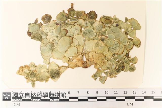 登錄號:A00004951藏品圖，第1張