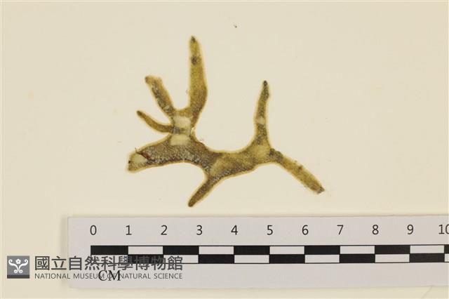 登錄號:A00007851藏品圖，第1張