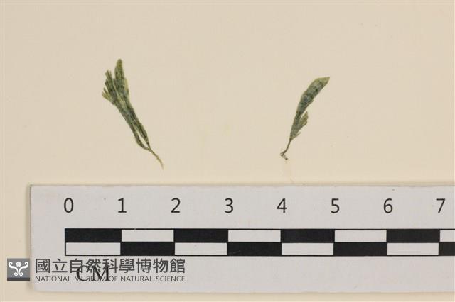 登錄號:A00004921藏品圖，第1張