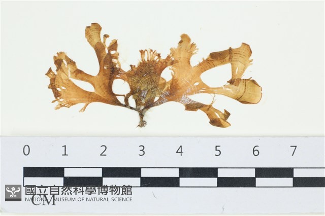 登錄號:A00006871藏品圖，第1張