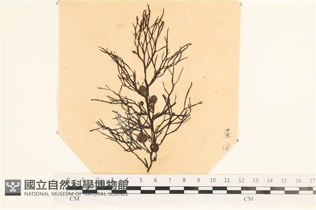 登錄號:A00003911藏品圖，第1張