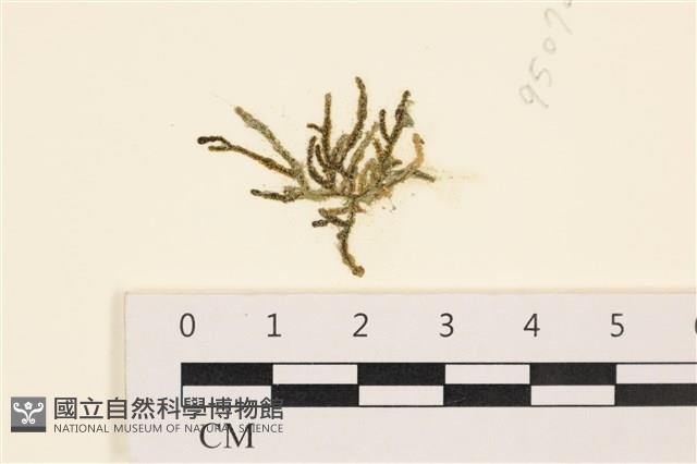 絨毛松藻藏品圖，第1張