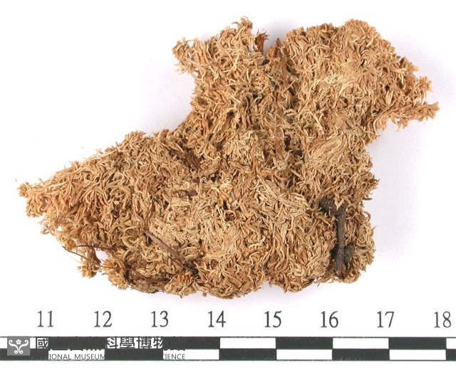 銹色泥炭蘚藏品圖，第3張