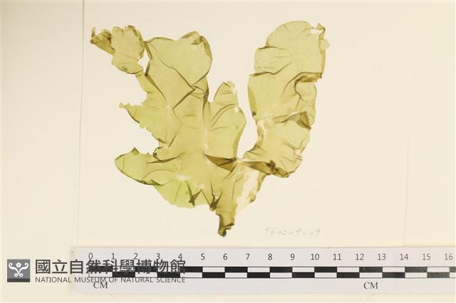 長片石蓴, 裂片石蓴藏品圖，第1張