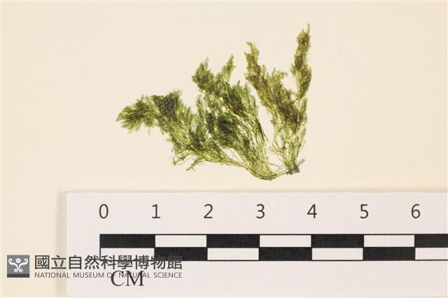 登錄號:A00004961藏品圖，第1張