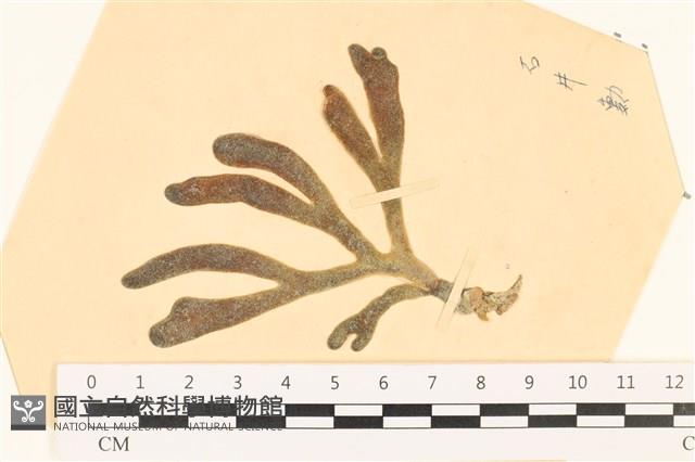 登錄號:A00003961藏品圖，第1張