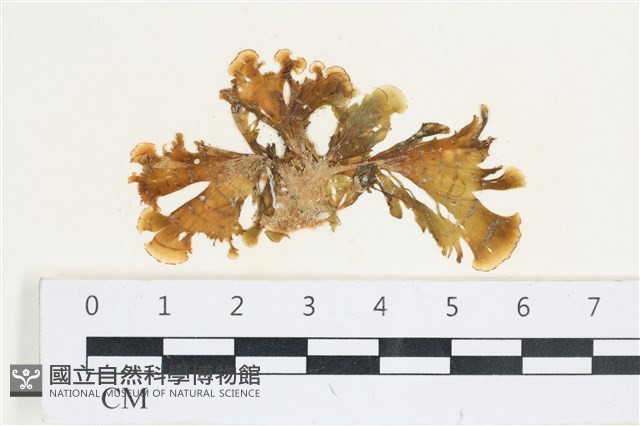 多扇藻藏品圖，第1張