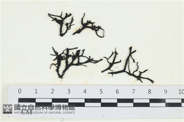 石牙藻, 石牙菜, 鐵釘菜藏品圖，第1張