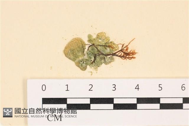 網球藻藏品圖，第1張
