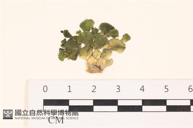 登錄號:A00004950藏品圖，第1張