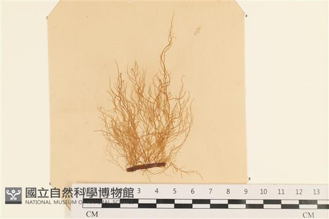 登錄號:A00003950藏品圖，第1張