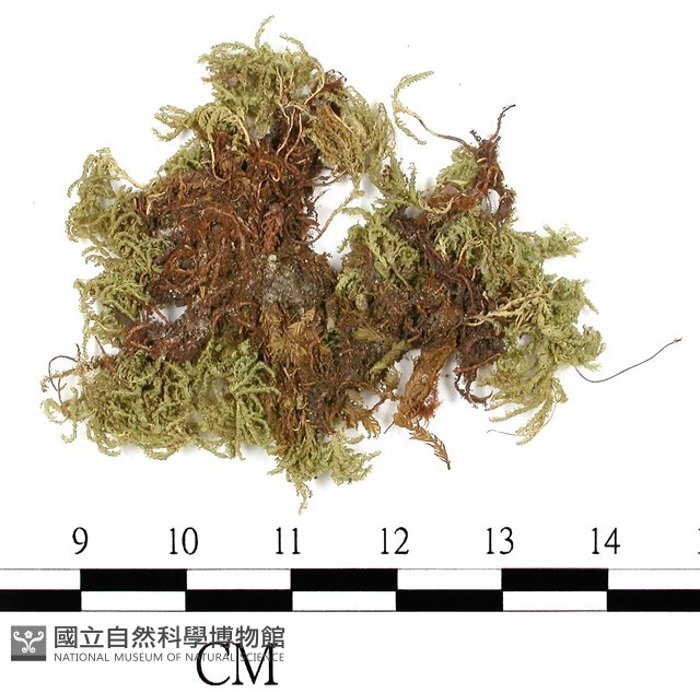 日本孔雀蘚藏品圖，第3張