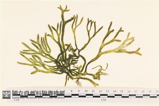 登錄號:A00006810藏品圖，第1張