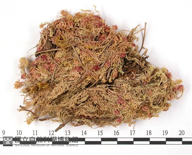 狹葉泥炭蘚藏品圖，第3張