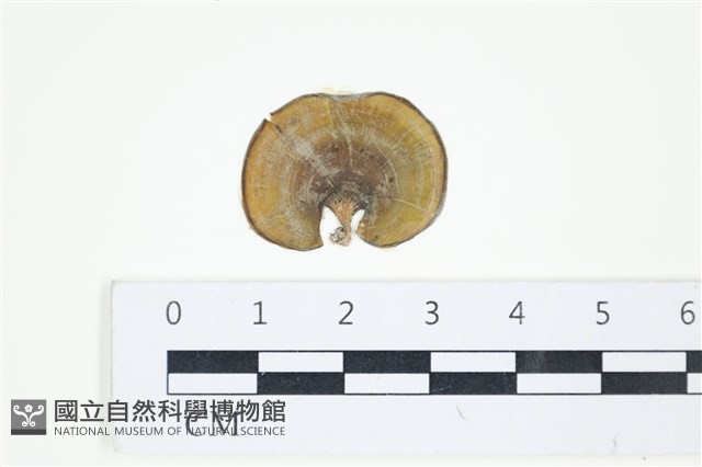 小團扇藻藏品圖，第1張