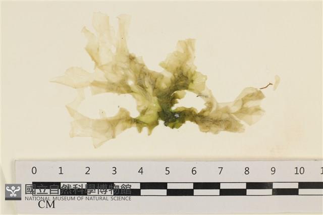 大石蓴, 石蓴藏品圖，第1張