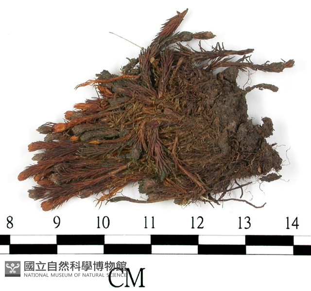 鈍齒大金髮蘚藏品圖，第3張