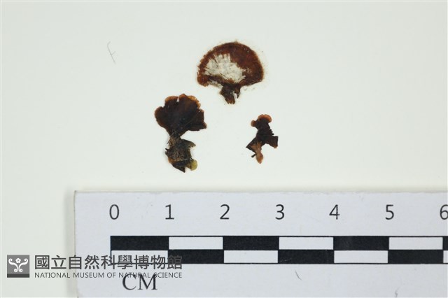 登錄號:A00001973藏品圖，第1張