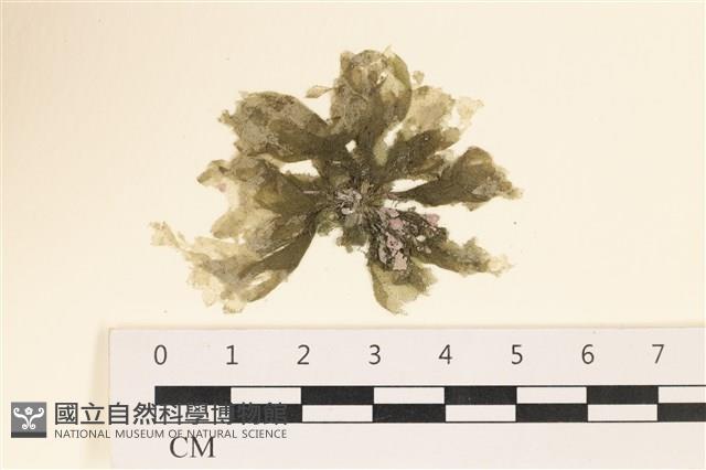 黑葉小網藻藏品圖，第1張