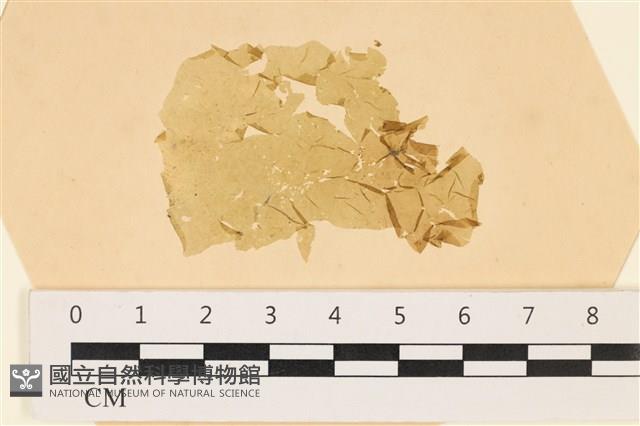 登錄號:A00003813藏品圖，第1張