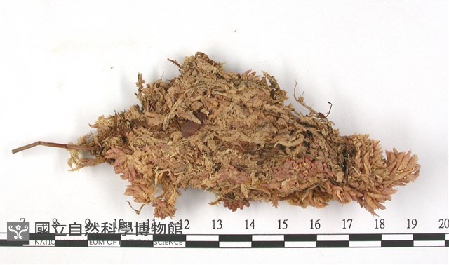 中位泥炭蘚藏品圖，第3張