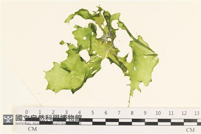 石蓴藏品圖，第1張