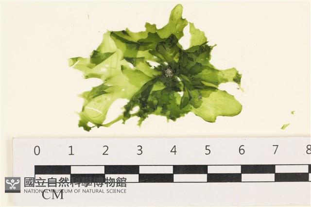 茶花石蓴, 牡丹菜藏品圖，第1張