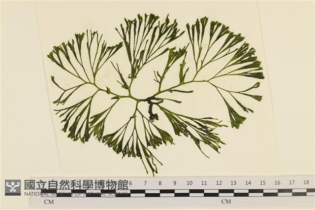 登錄號:A00006032藏品圖，第1張