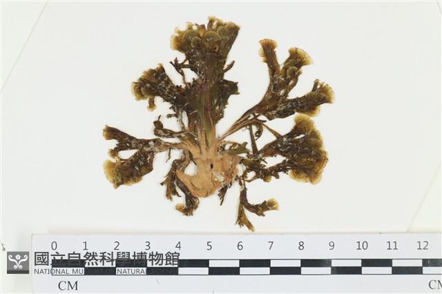 多扇藻藏品圖，第1張