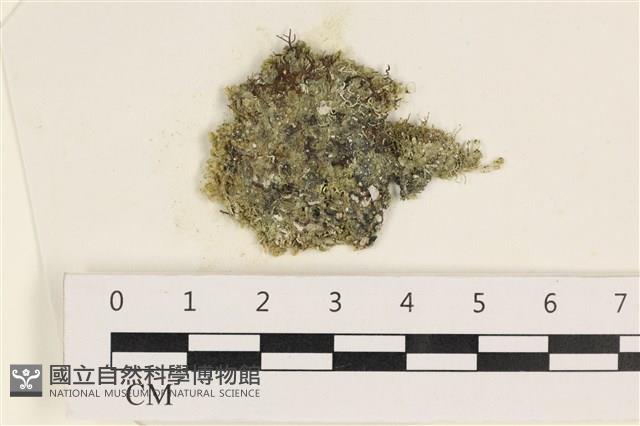 指枝藻藏品圖，第1張