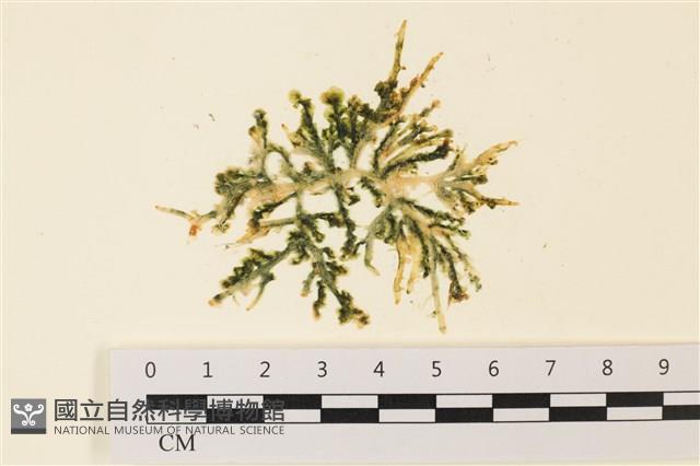 盾葉蕨藻藏品圖，第1張