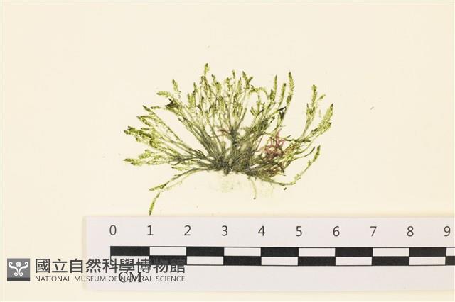 偏列羽藻藏品圖，第1張