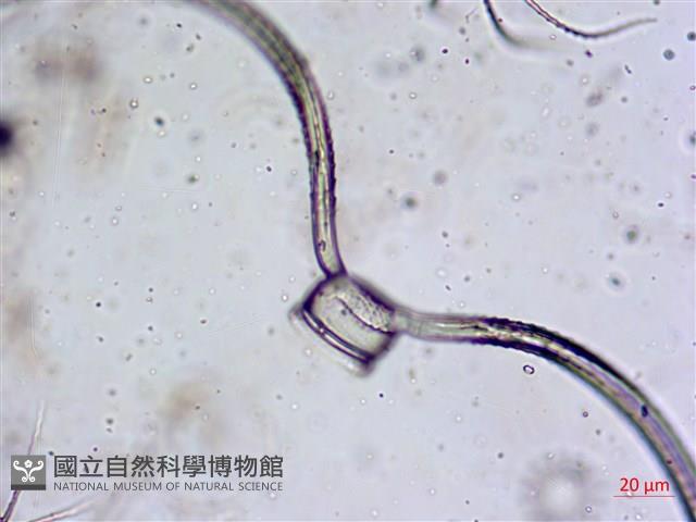 登錄號:A00004652藏品圖，第3張