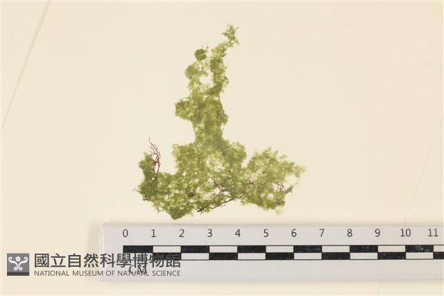布氏藻藏品圖，第1張