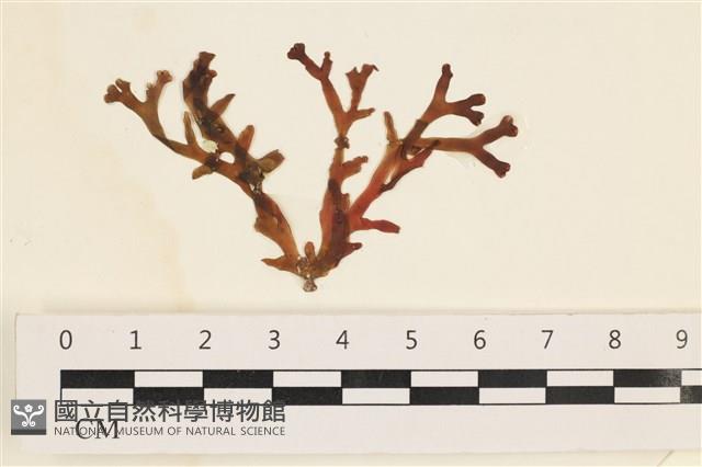 登錄號:A00002452藏品圖，第1張