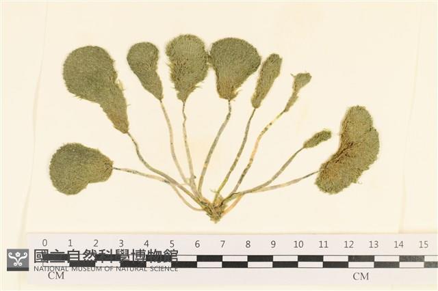 登錄號:A00001452藏品圖，第1張