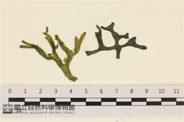 登錄號:A00007852藏品圖，第1張