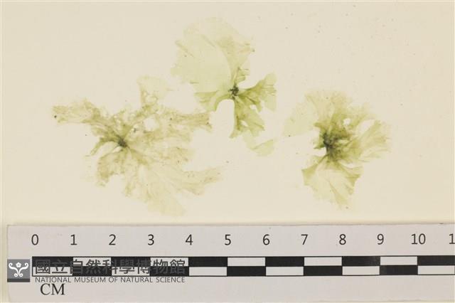 登錄號:A00001352藏品圖，第1張