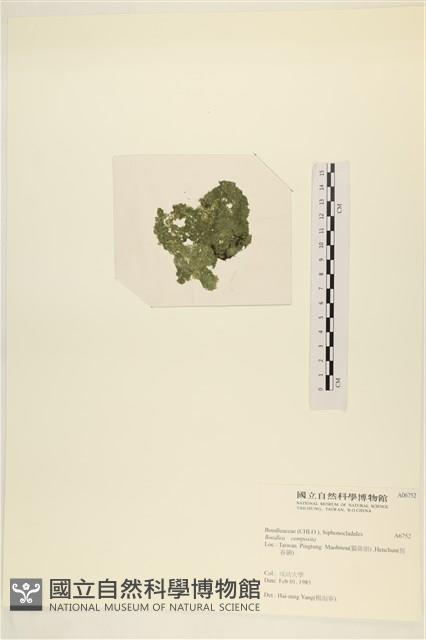 布氏藻藏品圖，第3張