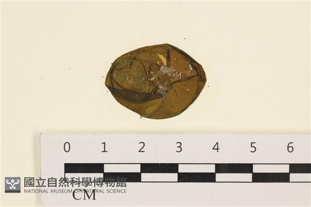 袋苔, 囊藻藏品圖，第1張